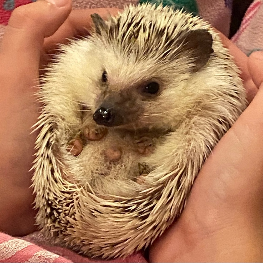 Meet your Posher, Steve